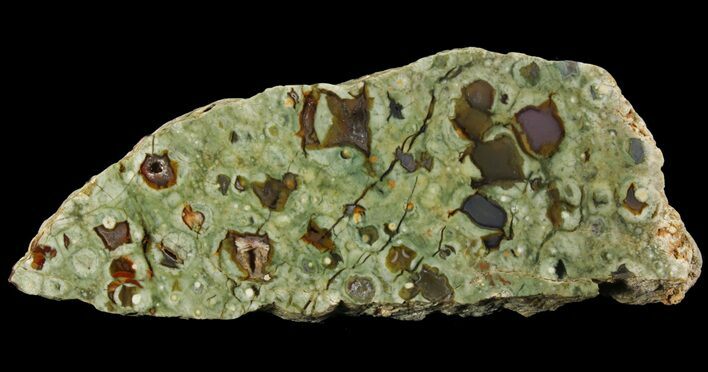 Polished Rainforest Jasper (Rhyolite) Slab - Australia #65346